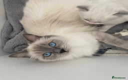 Ragdoll cats for sale: GCCF and Tica pedigree ragdolls kittens for sale - Image 7