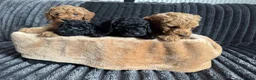 Toy Poodle dogs for sale: 4 beautiful toy poodle puppies  in Burton-on-Trent - Advert 3
