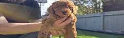 Cavapoo dogs for sale:  🩵Red cavapoos, ready to leave🩵 - Advert 27