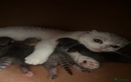 Scottish Fold cats for sale: Scottish fold and straights - Image 13