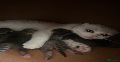 Scottish Fold cats - Advert 10