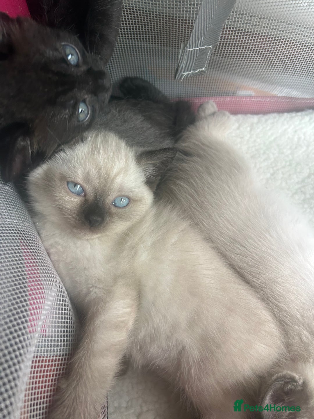 American Shorthair cats for sale: British short haired kitten  - Image 2