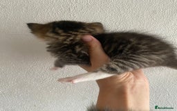 RagaMuffin cats for sale: Beautiful Ragdoll kittens  - Image 16