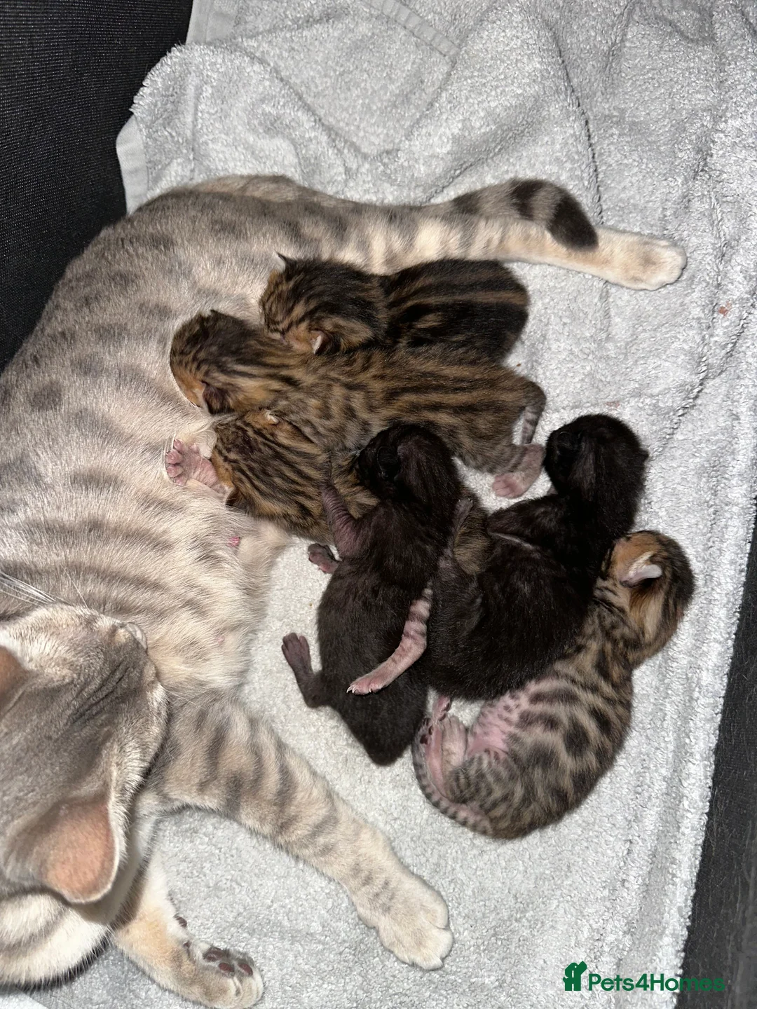 Bengal cats for sale: Stunning Bengal girl - Advert 2