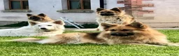 German Shepherd dogs for sale: German shepherd Puppies  - Advert 1