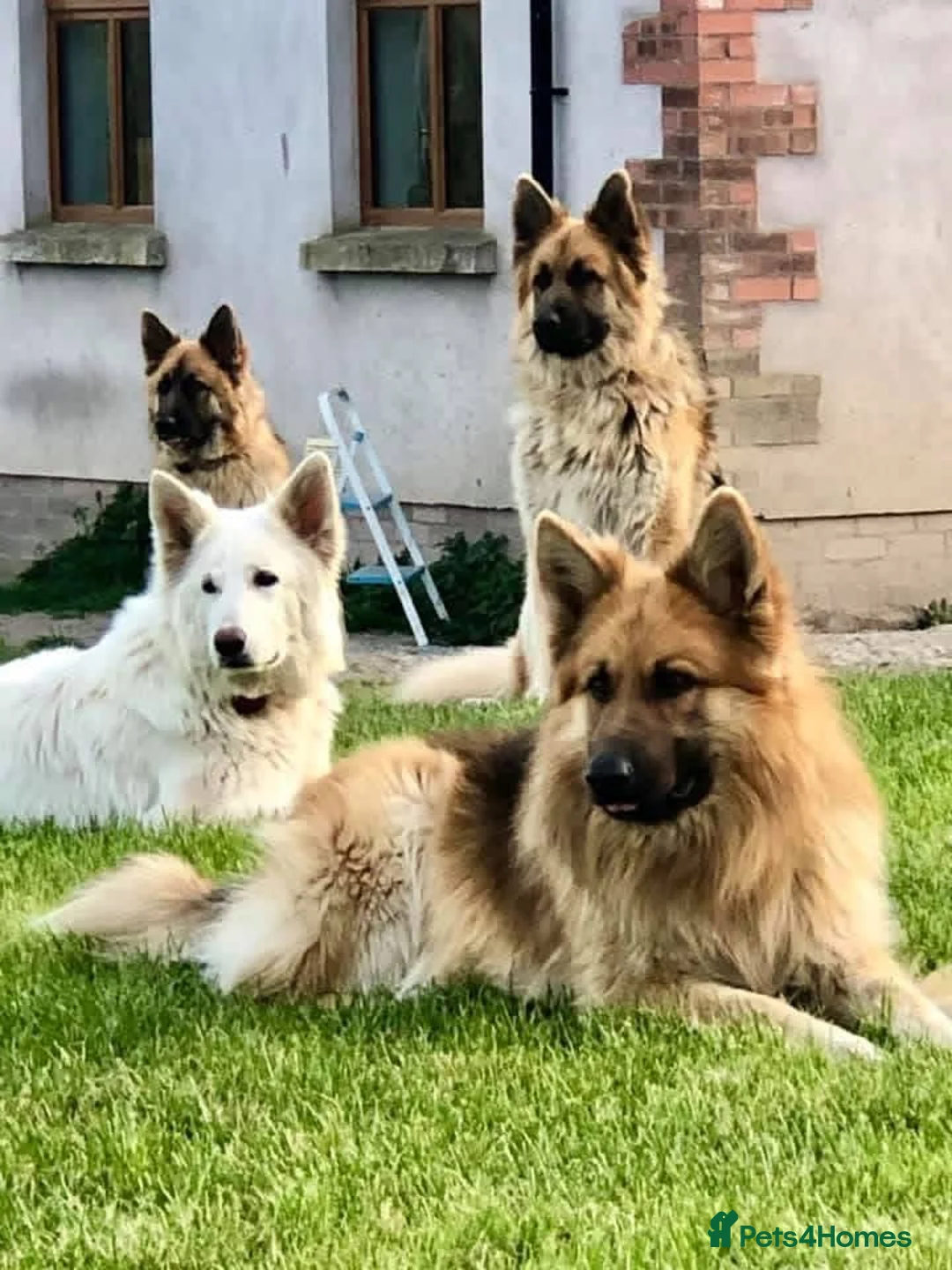 German Shepherd dogs for sale: German shepherd Puppies  - Advert 1