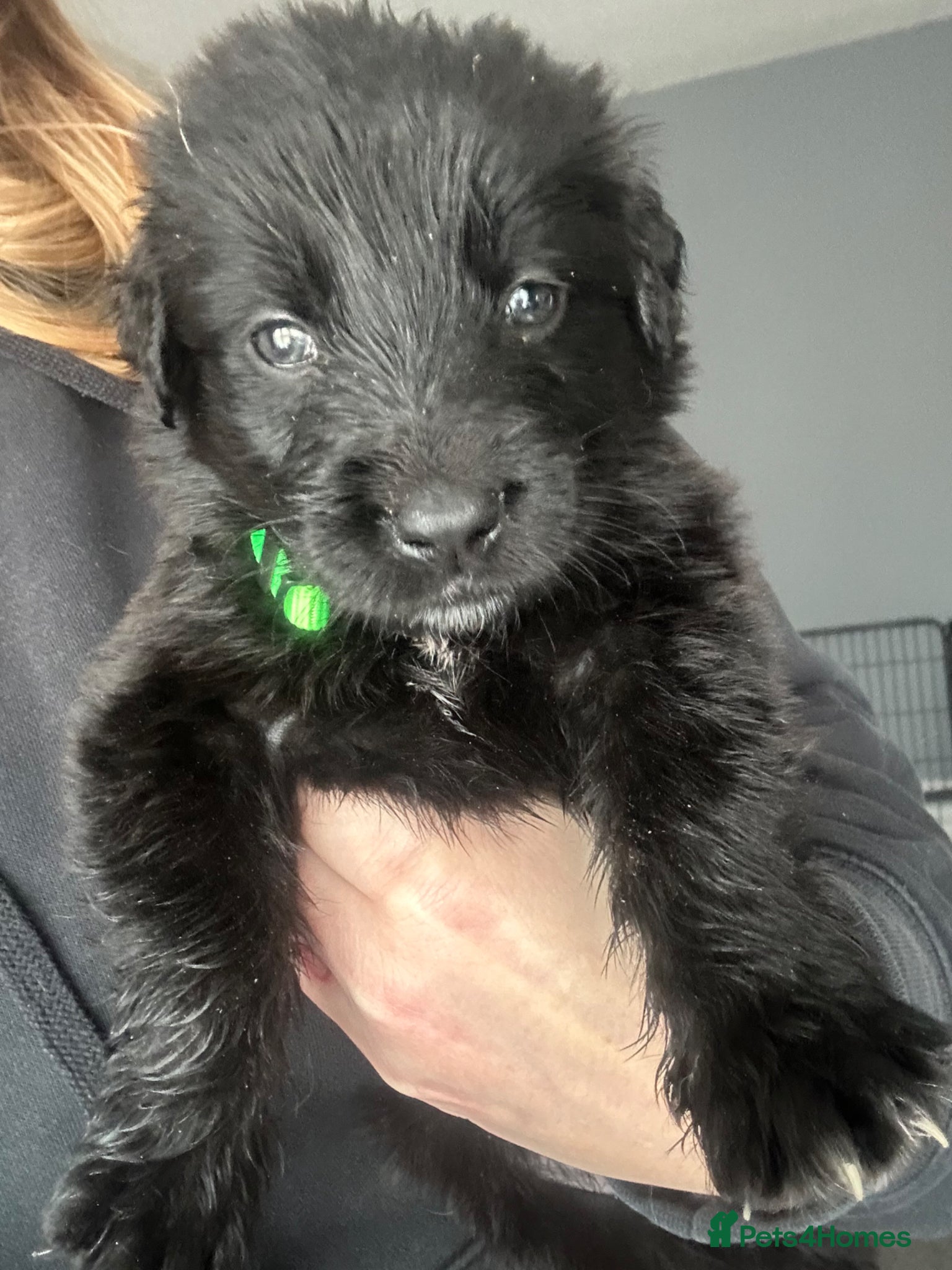 Golden Shepherd dogs 🌸🐾 Golden Shepherd Puppies 🐾🌸 - Advert 1