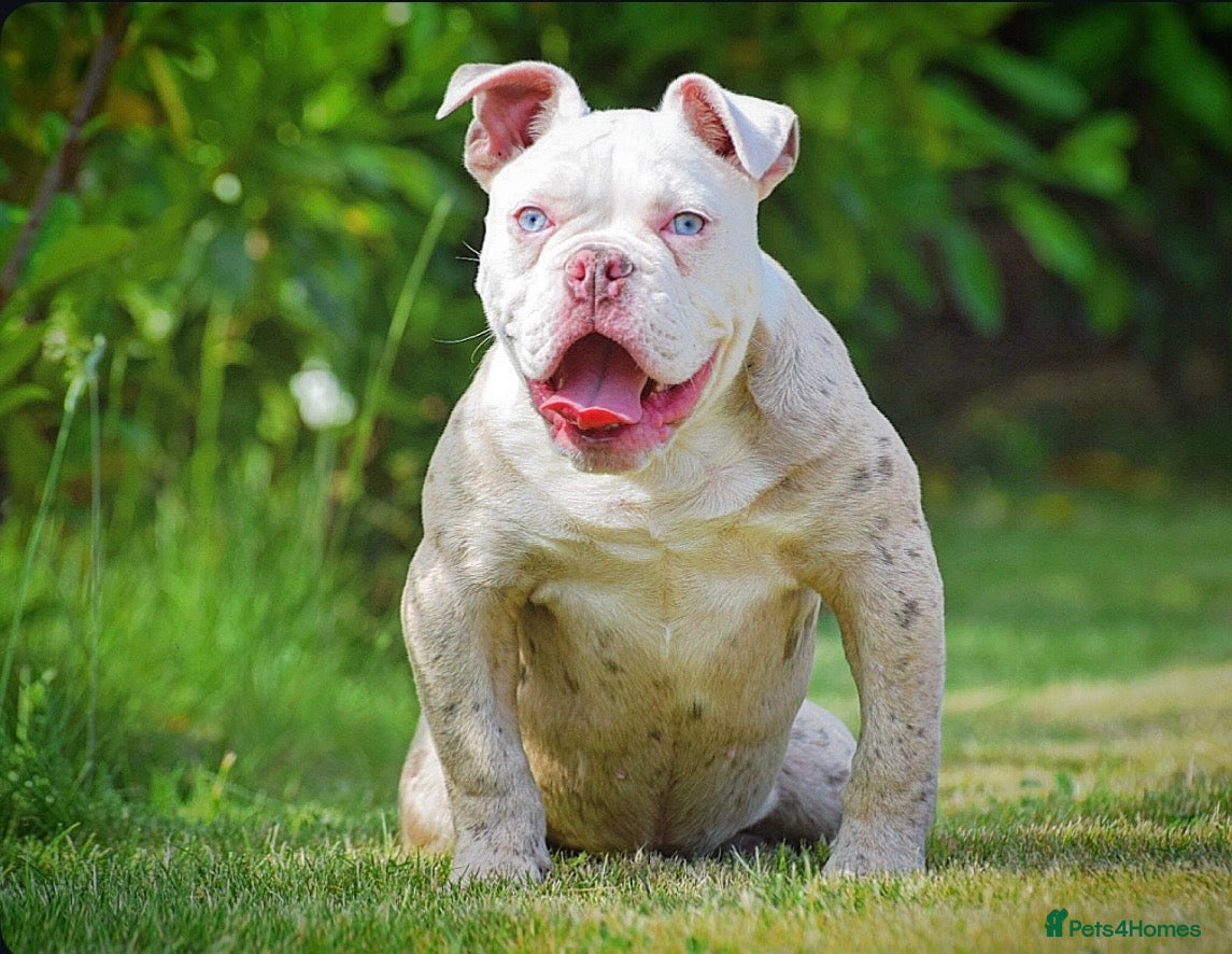 Old Tyme Bulldog dogs 23 YEARS, EXPERIENCE, 5 STAR RATED, LICENSED - Advert 3