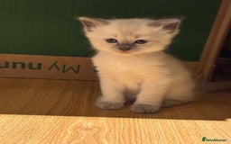 Ragdoll cats for sale: Adorable Ragdoll X Snow Bengal Kittens - Advert 16