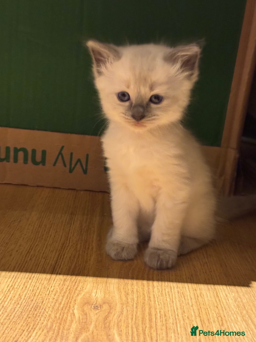 Ragdoll cats for sale: Adorable Ragdoll X Snow Bengal Kittens - Advert 16