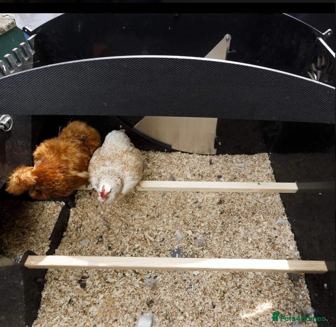 Mixed Breed poultry for sale: Chicken Coop House Large - Recycled - 8/15 Hens - Advert 9