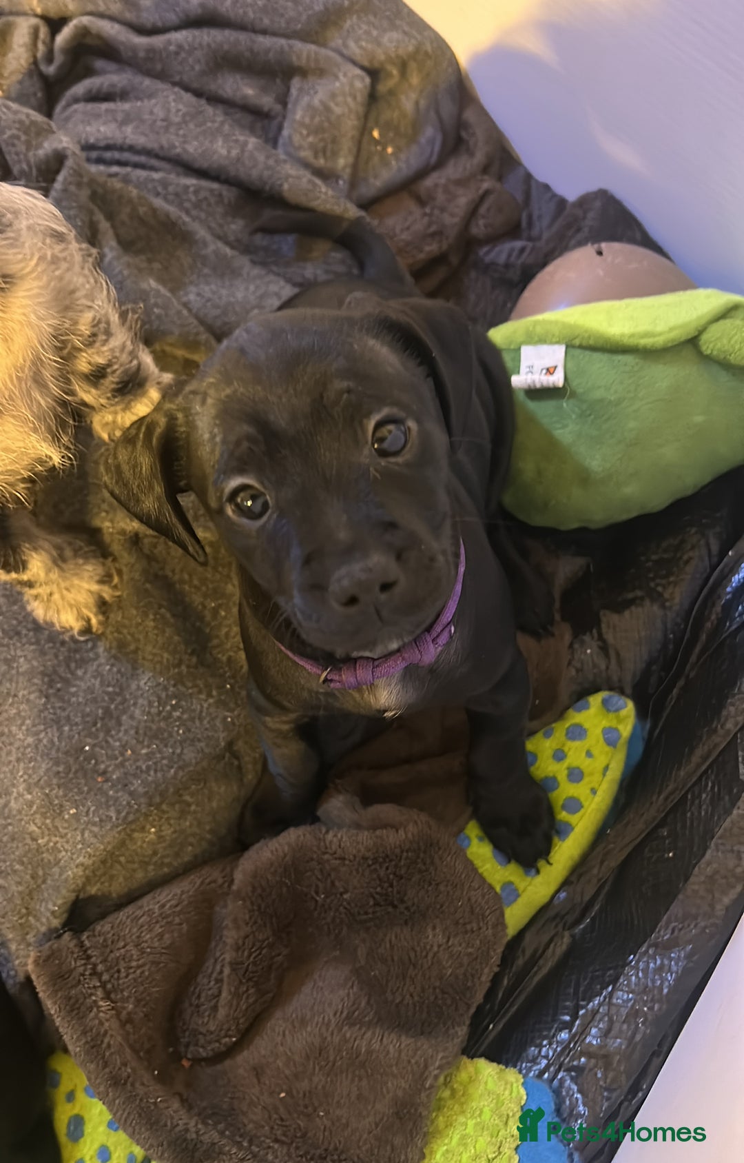 Mixed Breed dogs for sale: Puppies  - Advert 7