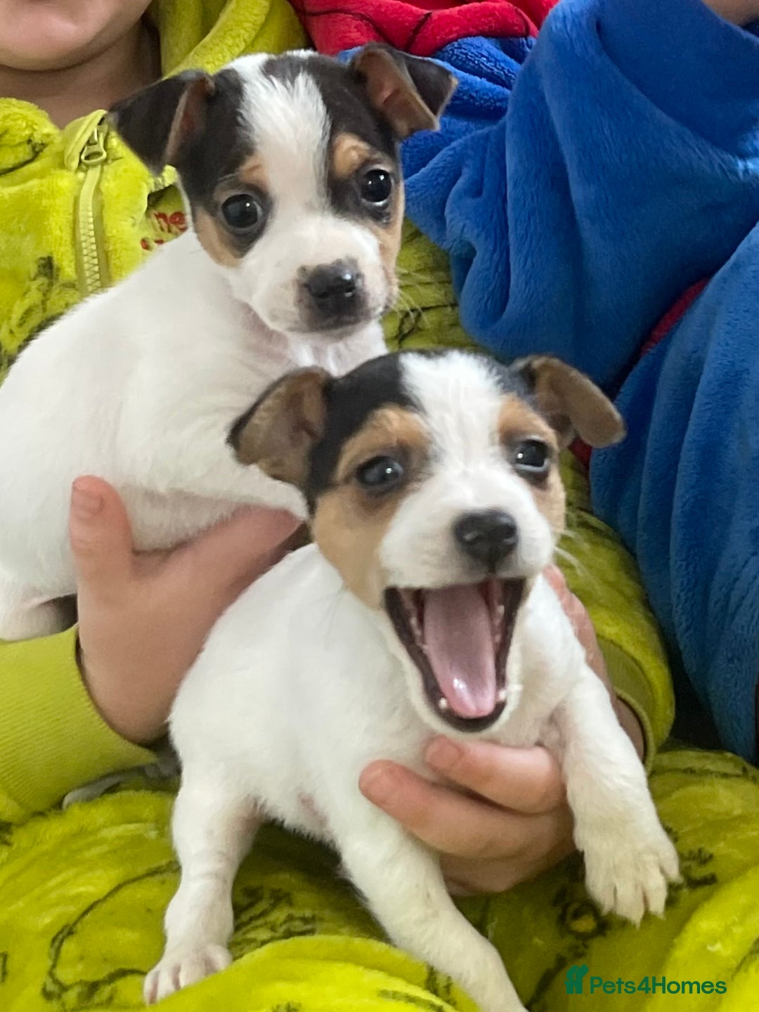 Jack Russell dogs for sale: READY NOW! OutstandingJack Russell puppies - Advert 17