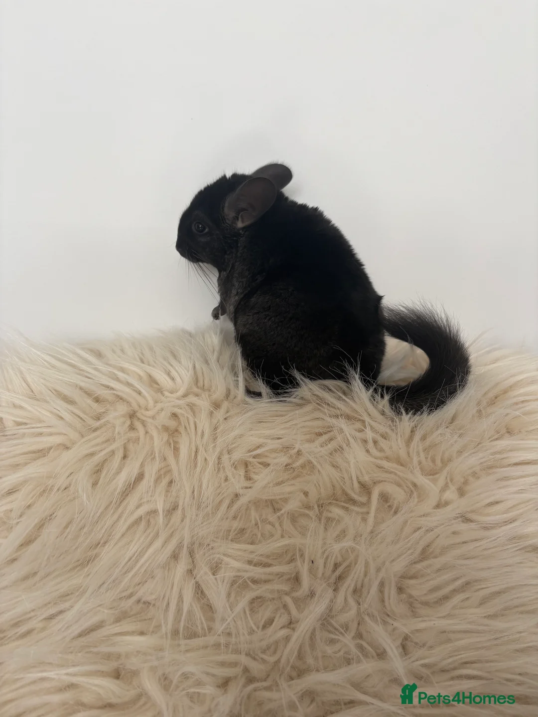 Chinchilla rodents for sale: 2 girl chinchillas ready for new home  - Advert 9