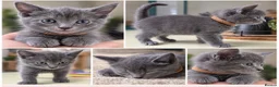 Mixed Breed cats for sale: 💕🐾Beautiful Kittens – Loving Family Home🐾💕 in Gillingham - Advert 3