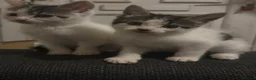 Domestic Shorthair cats for sale: Beautiful playful loving kittens  - Advert 8