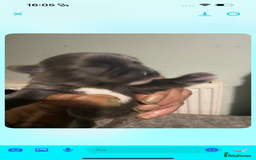 Chihuahua dogs for sale: Chihuahua puppies - Image 9