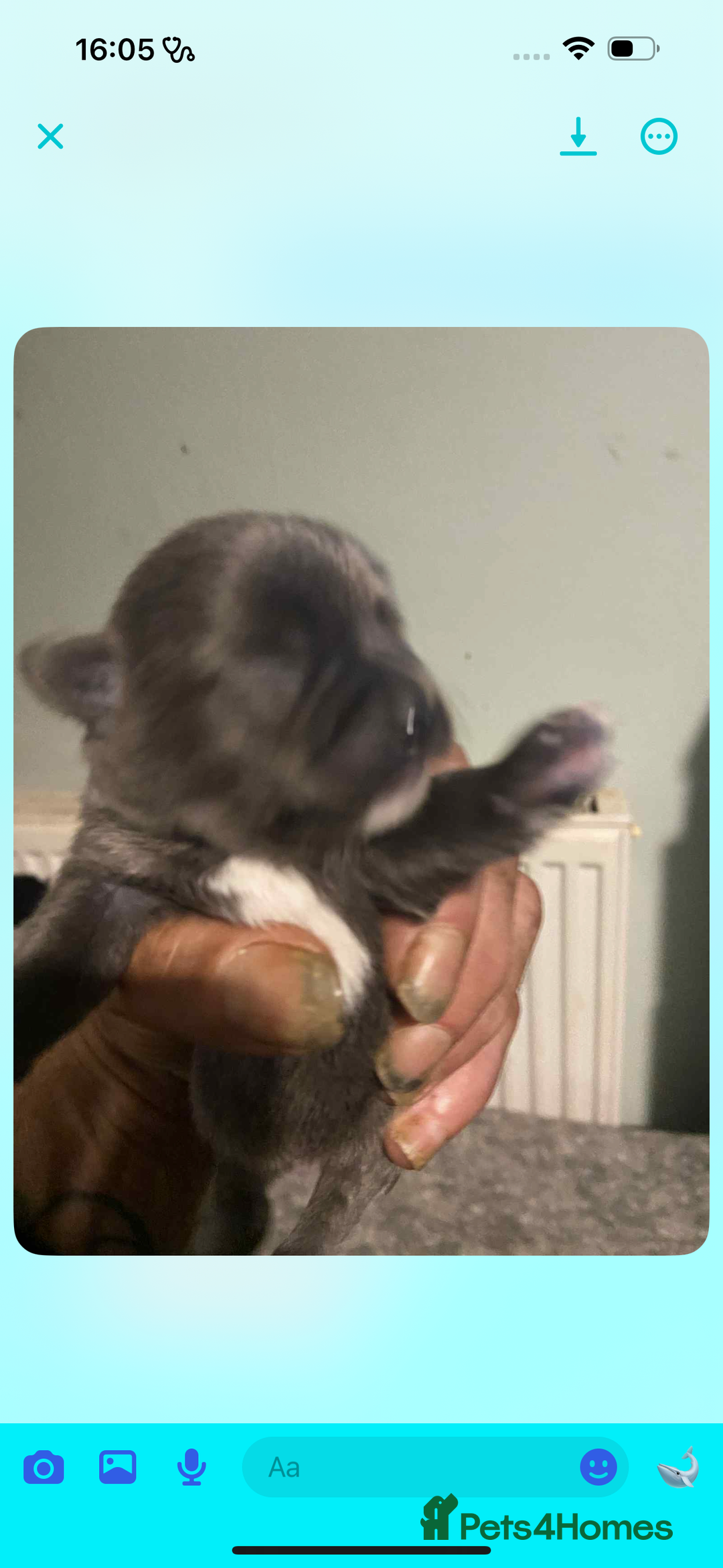 Chihuahua dogs for sale: Chihuahua puppies - Image 9