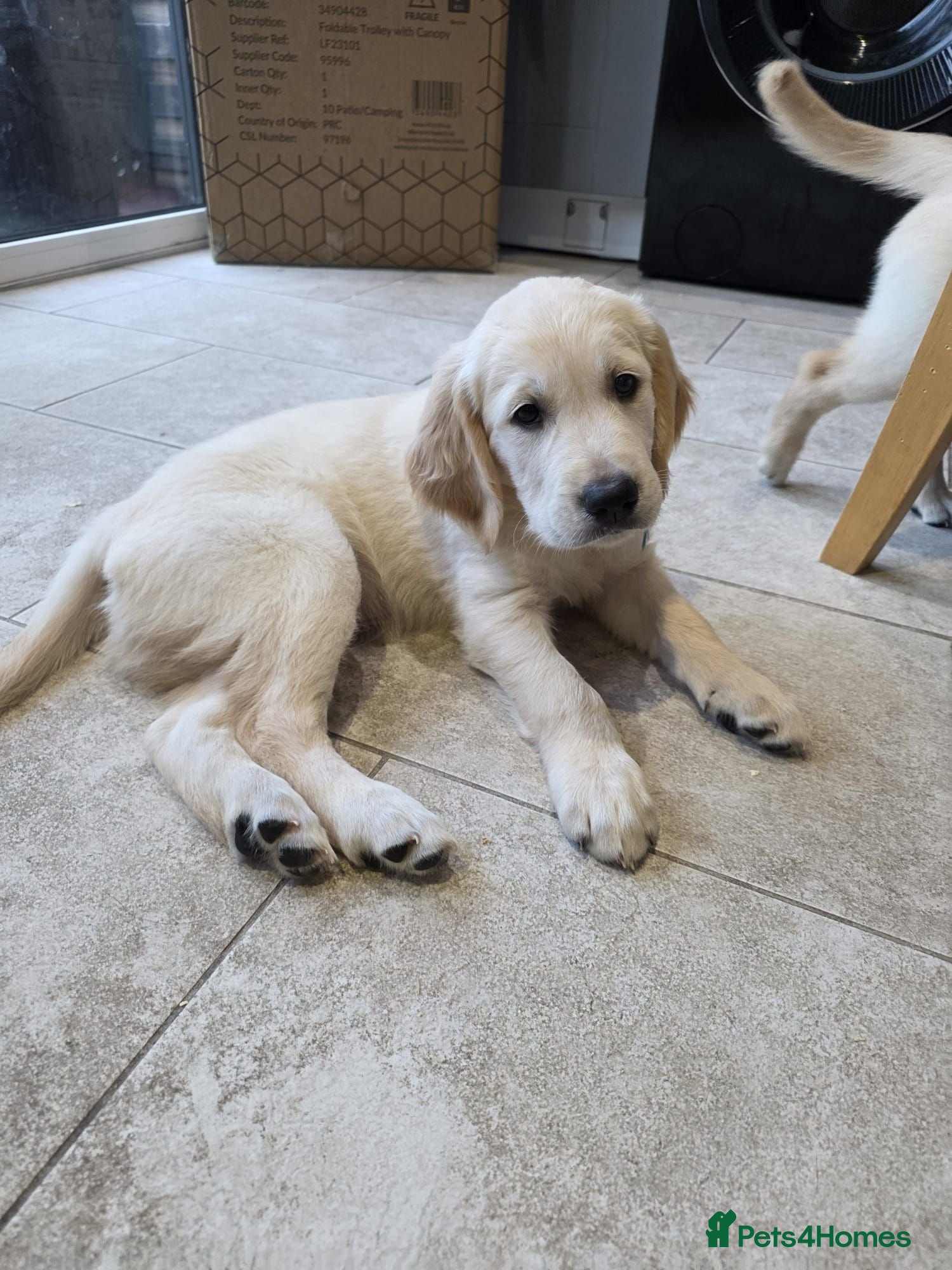 Golden Retriever dogs Ready to go girls and boys available  - Advert 10