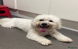 Mixed Breed dogs for sale: Lovely Maltichon Boy looking for a loving home  - Image 9