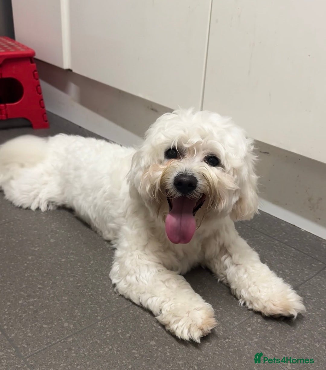 Mixed Breed dogs for sale: Lovely Maltichon Boy looking for a loving home  - Image 9