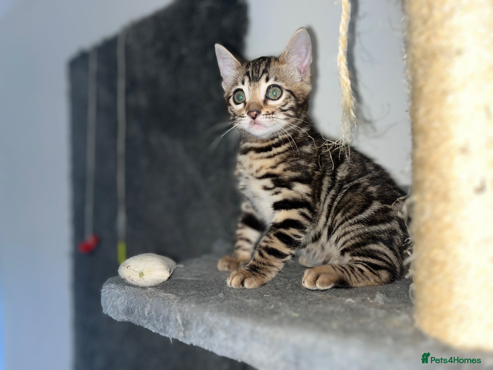 Bengal cats Stunning Charcoal Boy Kitten - Advert 15