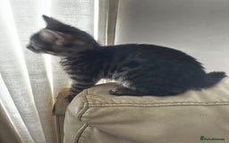 Bengal cats for sale: Stunning Silver & Charcoal Bengal Boys & Girls! - Image 11