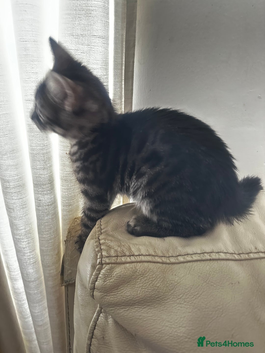 Bengal cats for sale: Stunning Silver & Charcoal Bengal Boys & Girls! - Image 11