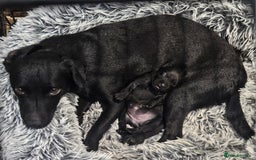 Patterdale Terrier dogs for sale: One female Patterdale Terrier pup - Advert 11