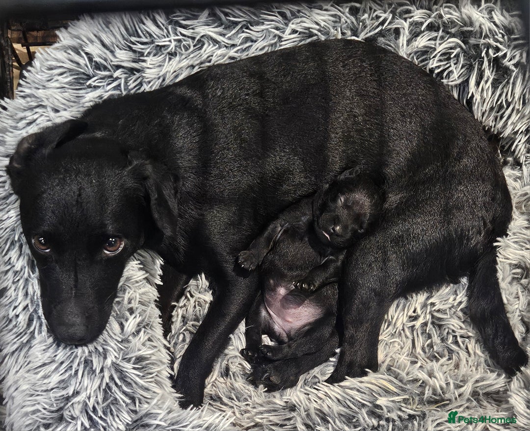 Patterdale Terrier dogs for sale: One female Patterdale Terrier pup - Advert 11