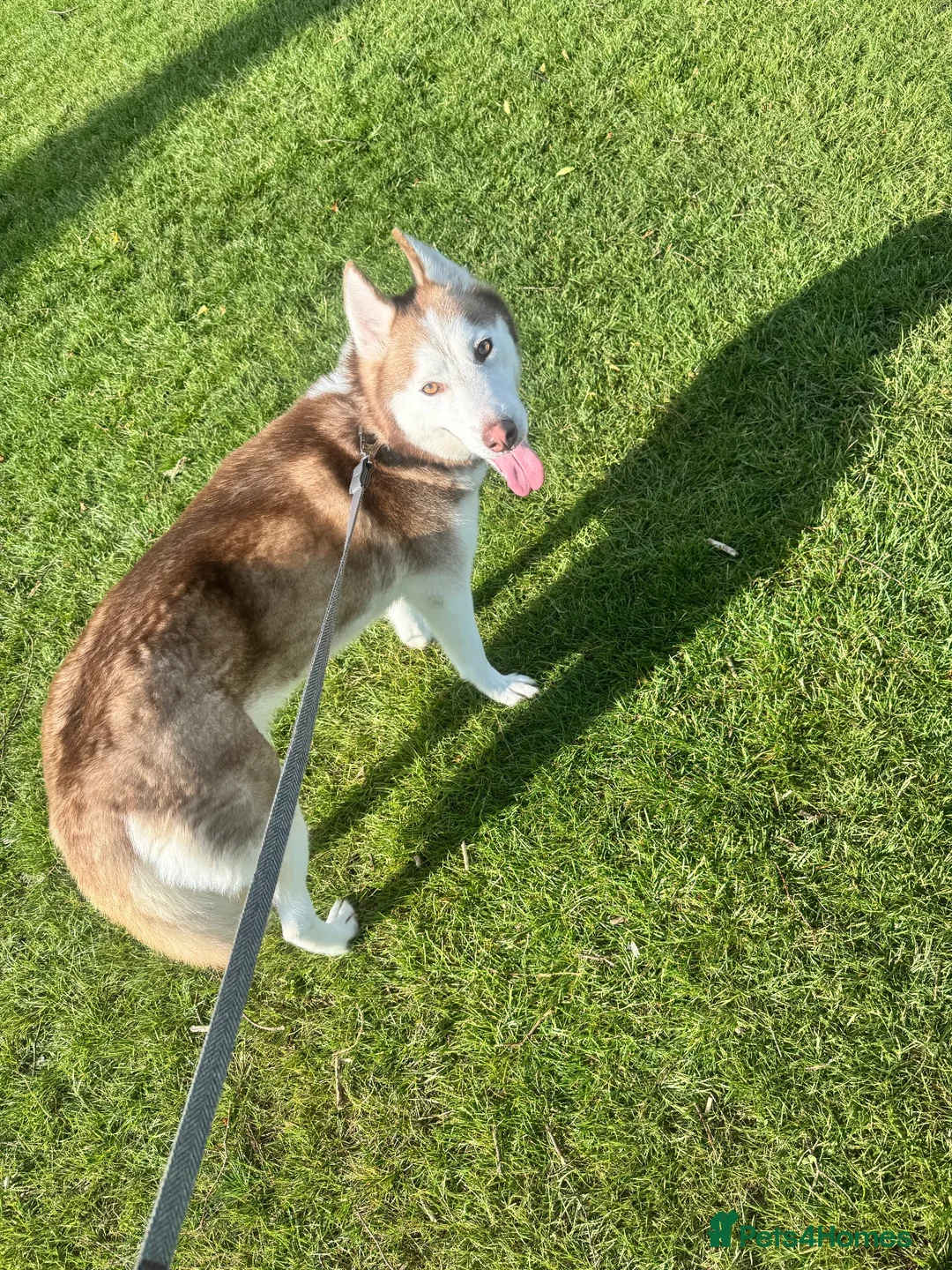 Siberian Husky dogs for sale: 5 Year Old Female Husky - Advert 3