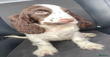 Cocker Spaniel dogs - Advert 4