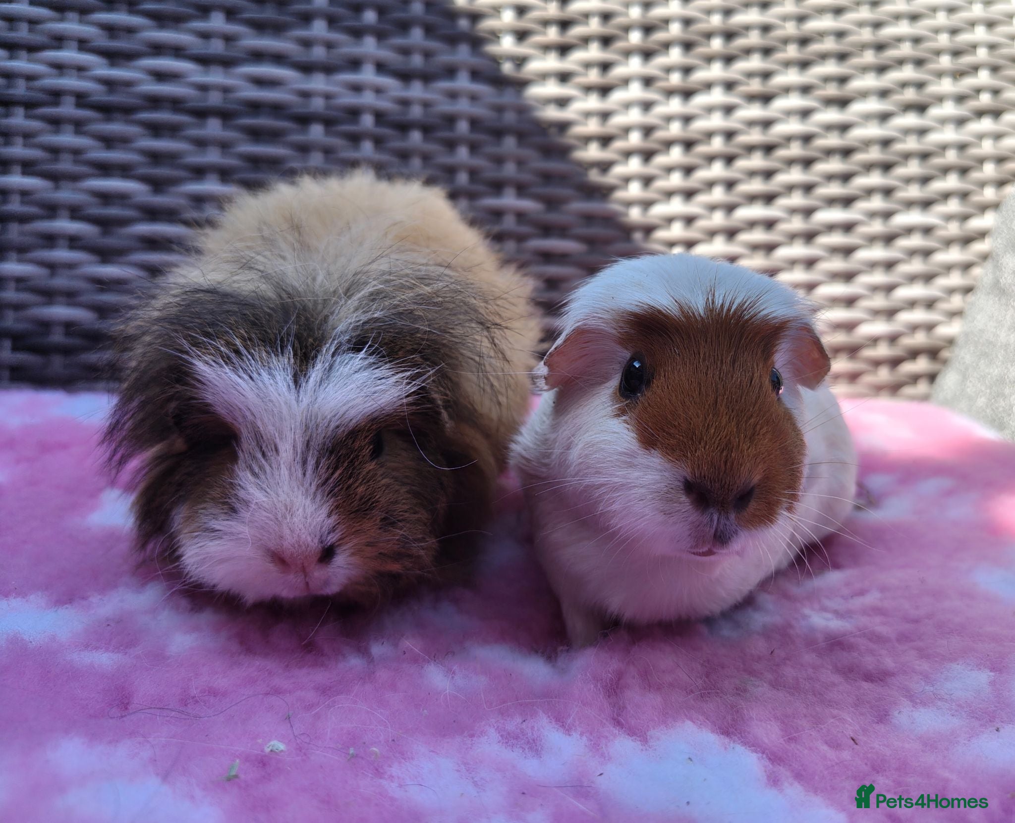 Guinea Pig rodents Beautiful sows and a pair of boars.  - Advert 2