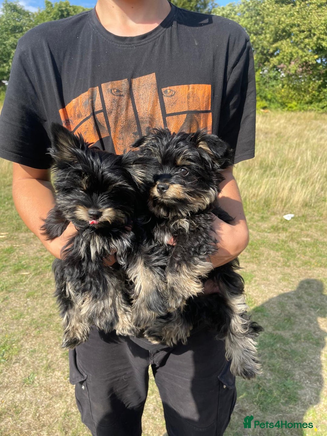 Biewer Terrier dogs for sale: 4 Black and tan Terrier pups, chipped & vaccinated - Image 7