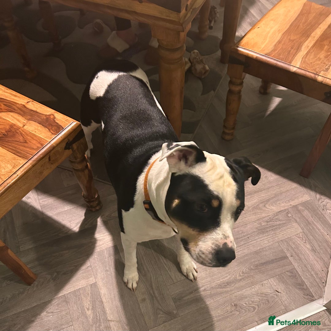 Staffordshire Bull Terrier dogs for stud: For stud  - Advert 4