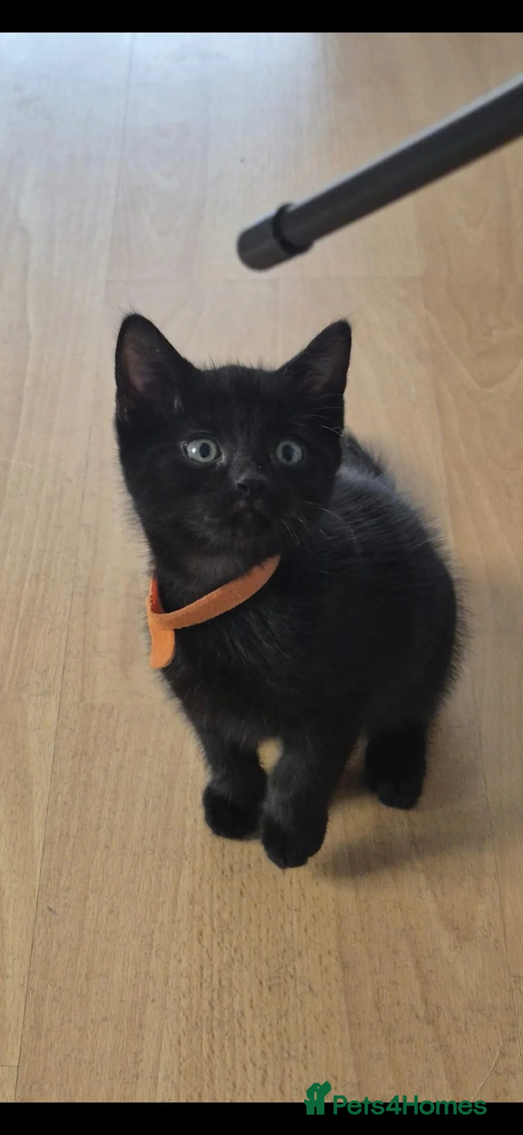 Mixed Breed cats for sale: Boy kitten looking for forever home - Advert 2