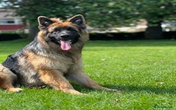 German Shepherd dogs for stud: stud German shepherd in Sale - Image 1