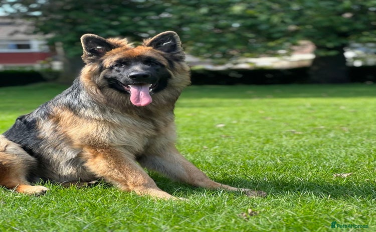 German Shepherd dogs in Sale - Advert 1