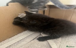 British Shorthair cats for sale: 6 adorable BSH kittens looking for forever homes  - Image 7