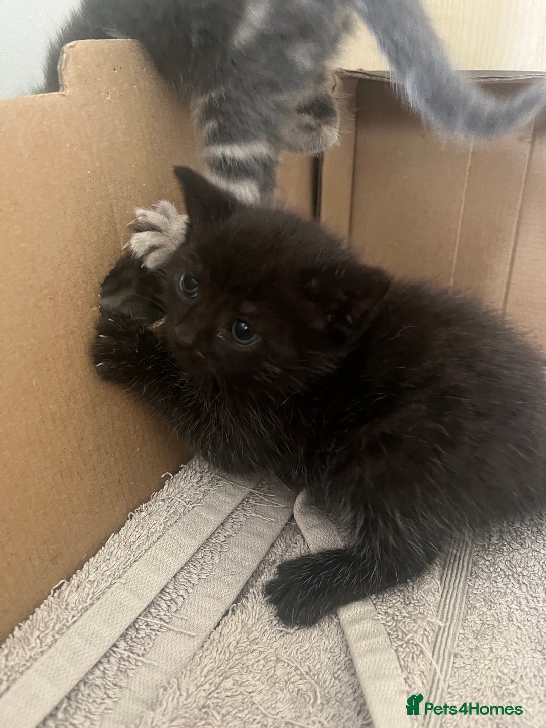 British Shorthair cats for sale: 6 adorable BSH kittens looking for forever homes  - Image 7