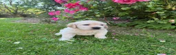 Golden Retriever dogs for sale: Chunky golden retriever puppies, kc registered in Poulton-le-Fylde - Advert 6