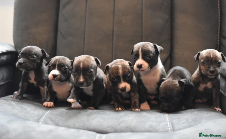 Staffordshire Bull Terrier dogs - Advert 1