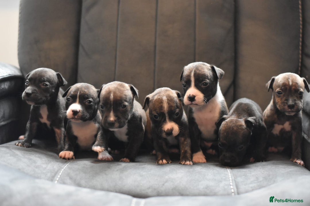 Staffordshire Bull Terrier dogs for sale: Stunning KC Staffordshire bull terrier puppies - Image 1