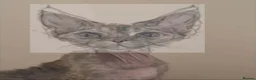 Devon Rex cats for sale: Enchantirex Devon Rex – 2026 Waiting List Now Open - Advert 23