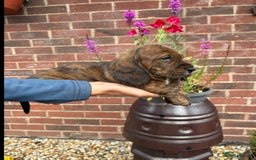Mixed Breed dogs for sale: Beautiful Basset Hound x’s - Image 5