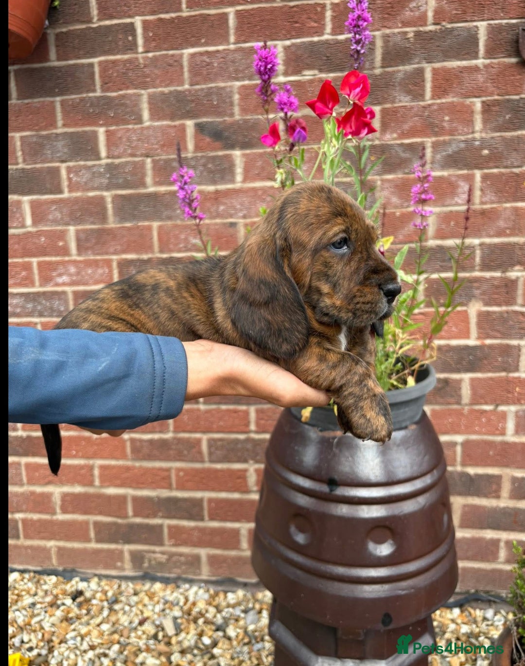 Mixed Breed dogs for sale: Beautiful Basset Hound x’s - Image 5