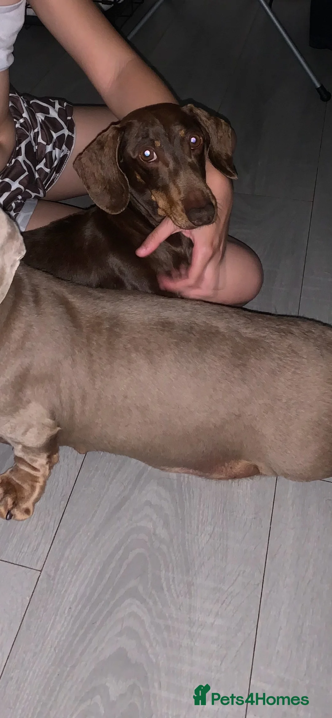Miniature Dachshund dogs for sale: Adult Miniture dachshund girl rose  - Advert 2