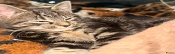 Mixed Breed cats for sale: Female Kitten - Advert 8