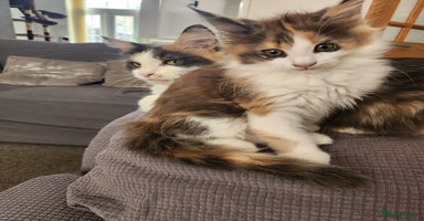 Maine Coon cats - Advert 10