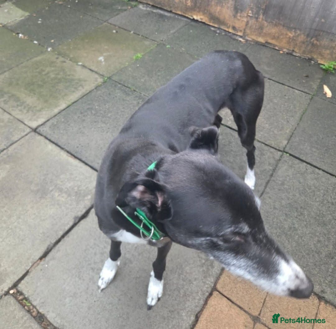 Greyhound dogs ***FERN RESCUE* 8 YR OLD GREYHOUND FOR ADOPTION*** - Advert 3